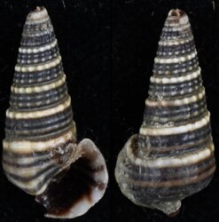 Cerithidea cingulata