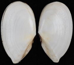 Ardeamya spenceri