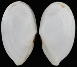 Ardeamya spenceri
