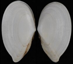 Ardeamya spenceri