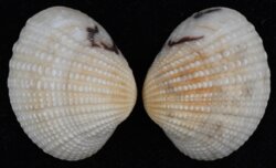 Gafrarium tumidum