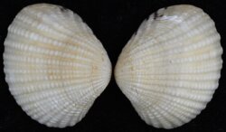 Gafrarium tumidum