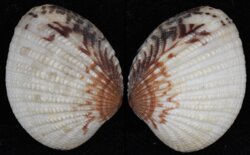 Gafrarium tumidum