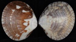 Gafrarium divaricatum