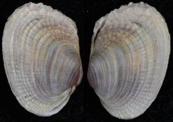 Irus crebrelamellatus