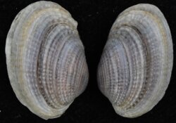 Irus crebrelamellatus