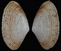Irus elegans