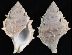 Bufonaria rana