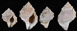 Bufonaria rana
