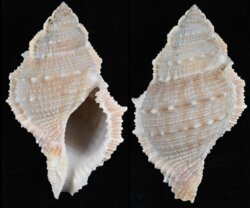 Bufonaria subgranosa