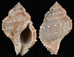 Bufonaria subgranosa