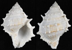 Bufonaria perelegans