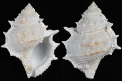 Bufonaria perelegans