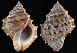 Bufonaria crumena cavitensis