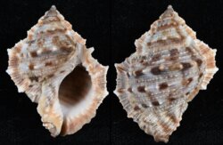 Bufonaria crumena cavitensis