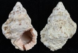 Bursa rhodostoma rhodostoma