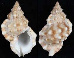 Bursa ranelloides ranelloides