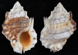 Bursa tuberosissima