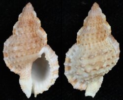 Bursa granularis