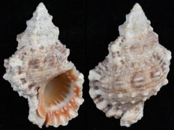 Tutufa rubeta