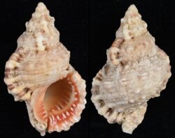 Tutufa rubeta