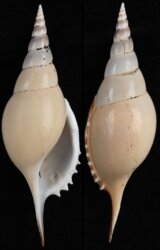 Tenuitibia martini