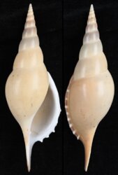 Tenuitibia martini