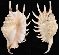 Lambis arachnoides