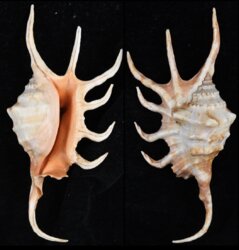 Lambis crocata crocata