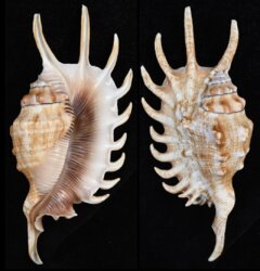 Lambis millepeda