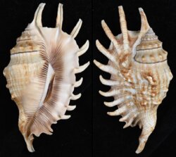 Lambis millepeda