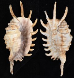 Lambis millepeda