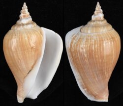 Laevistrombus turturella