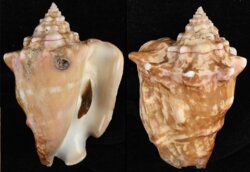 Persististrombus latus