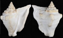 Tricornis tricornis