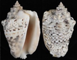 Lentigo lentiginosus