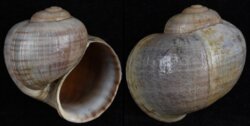 Pomacea paludosa