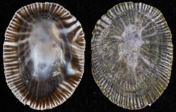 Siphonaria pectinata