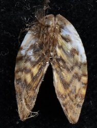 Dreissena polymorpha