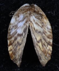 Dreissena polymorpha