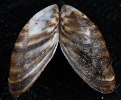 Dreissena polymorpha