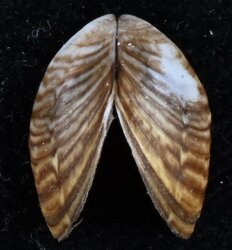 Dreissena polymorpha