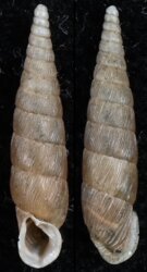 Alinda biplicata
