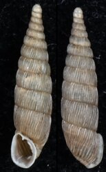 Alinda biplicata