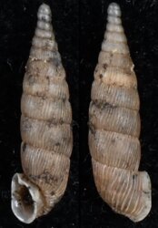 Alinda biplicata