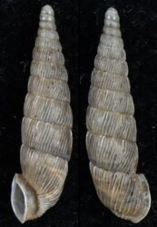 Alinda biplicata