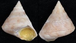 Calliostoma granulatum
