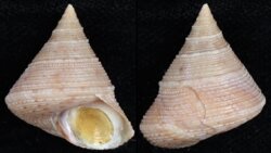 Calliostoma granulatum