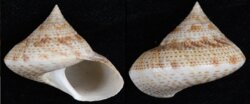 Maurea pellucida