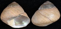 Phorcus mutabilis